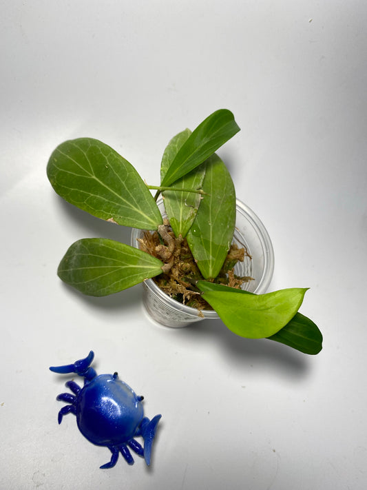 Hoya sp MPR IML 1866 - active growth