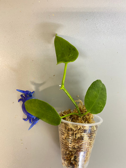 Hoya cv ruthie - Unrooted