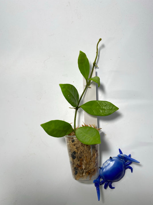 Hoya sulawesi Ap 1043 - unrooted