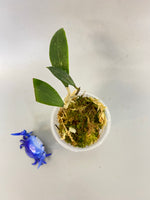 Hoya mini verticillata - new growth