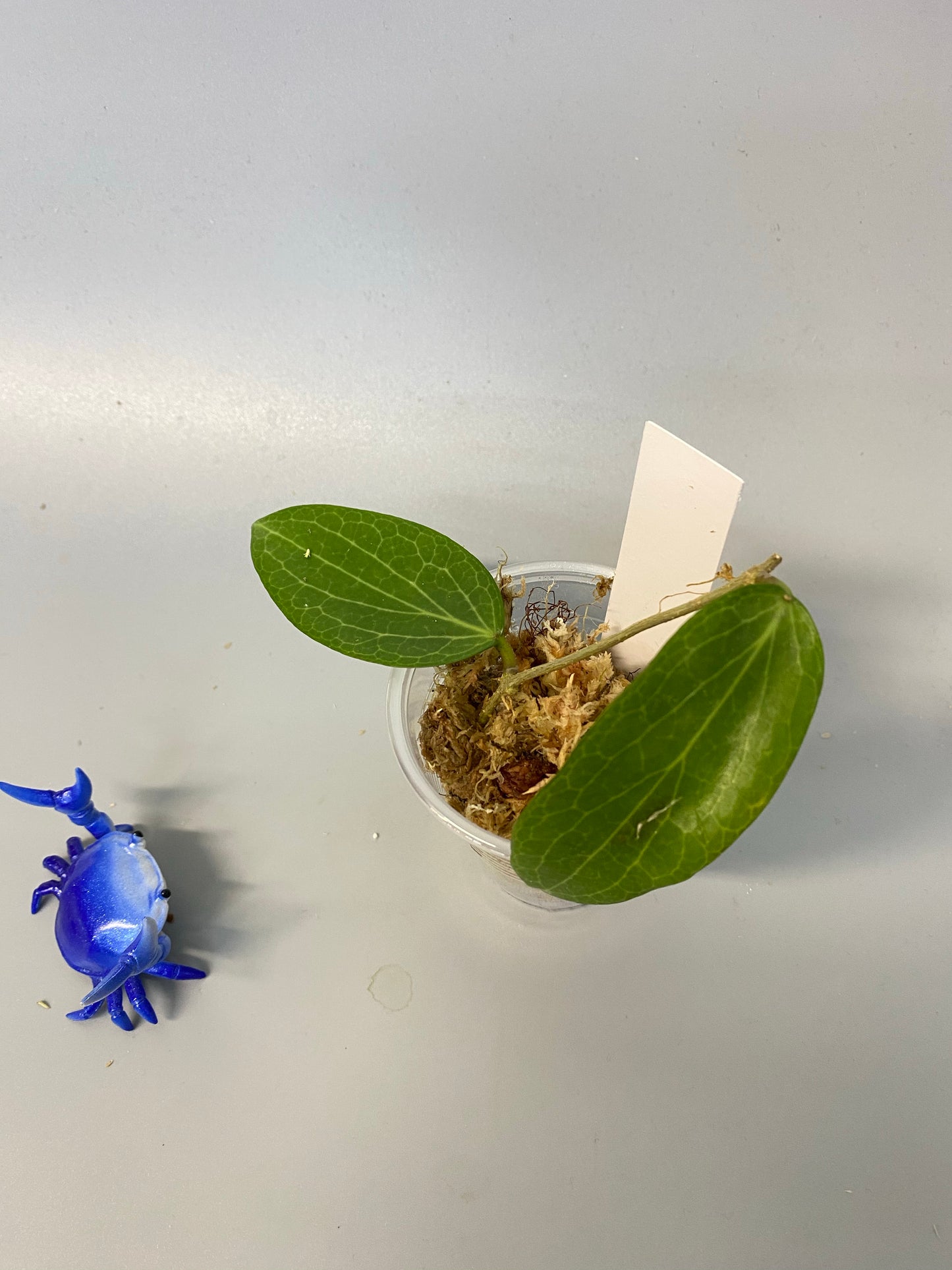 Hoya fitchii - orange - just starting to root