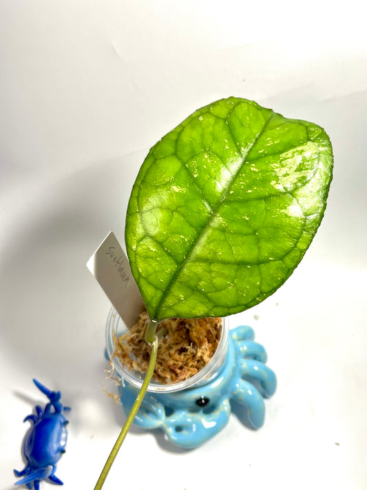 Hoya svetlana 3 nodes / 1 leaf - Unrooted