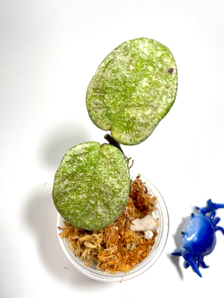 Hoya nova ghost - reverted from argentea princess - Unrooted