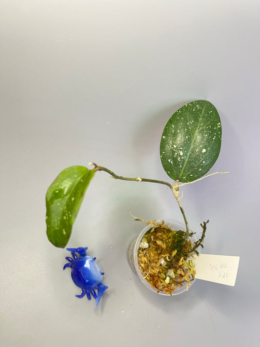 Hoya LP4 - EPC 376 - active growth