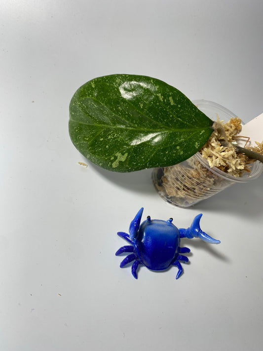 Hoya ‘Michele’ - unrooted