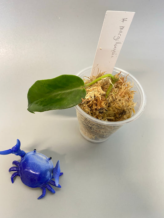 Reserved for Sal - Hoya Macgillivrayi - has large flowers