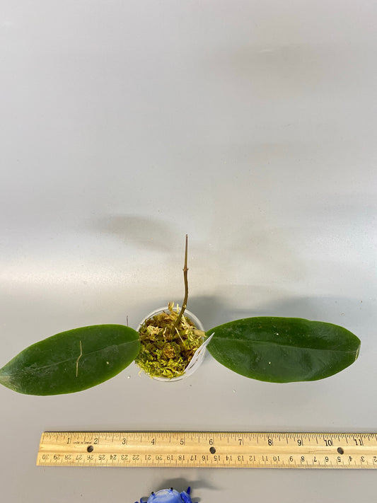 Hoya Macgregorii - active growth