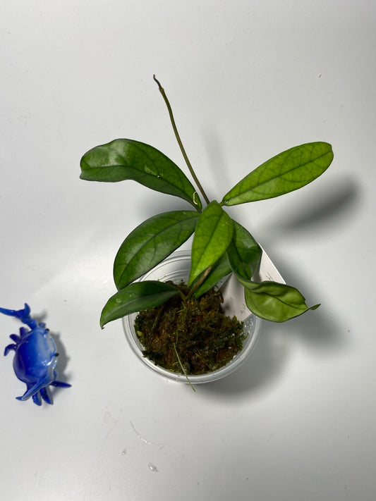 Hoya crassipetiolata - rooted