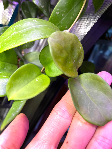 Hoya Leland Joseph 2 nodes/4 leaves - Unrooted