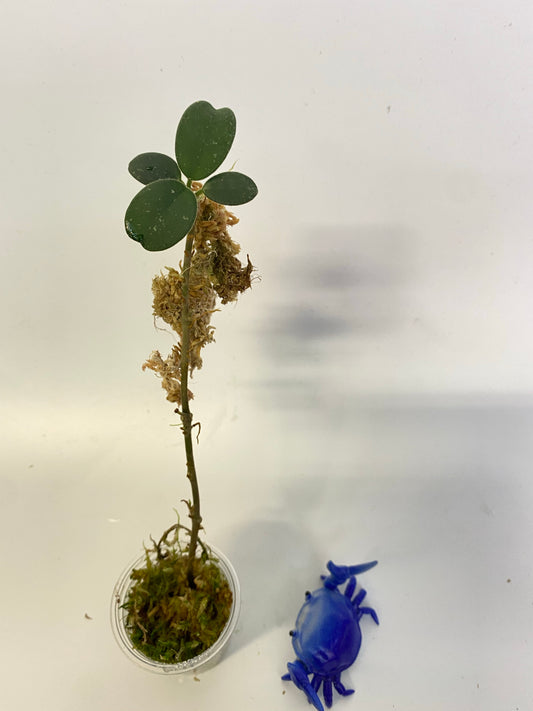 Hoya mathilde - active growth