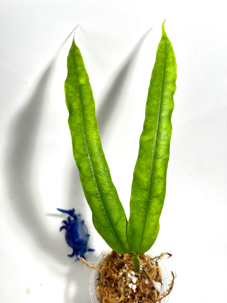 Hoya platycaulis - fresh cut - 2 nodes - unrooted