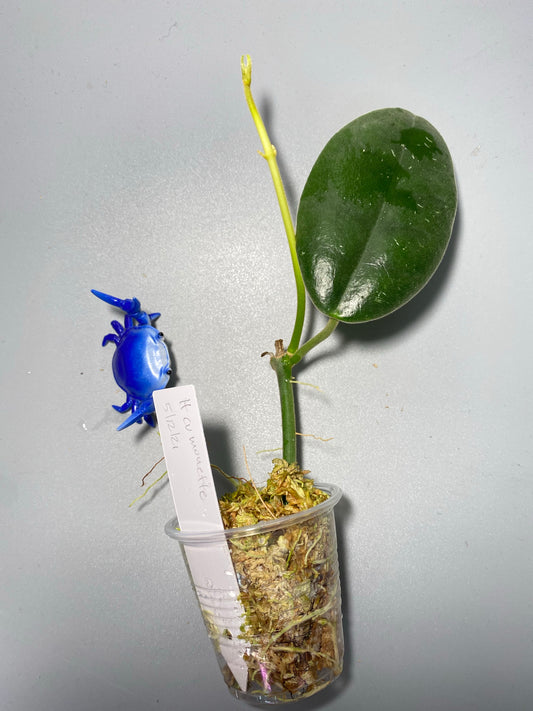 Hoya cv Monette - active growth