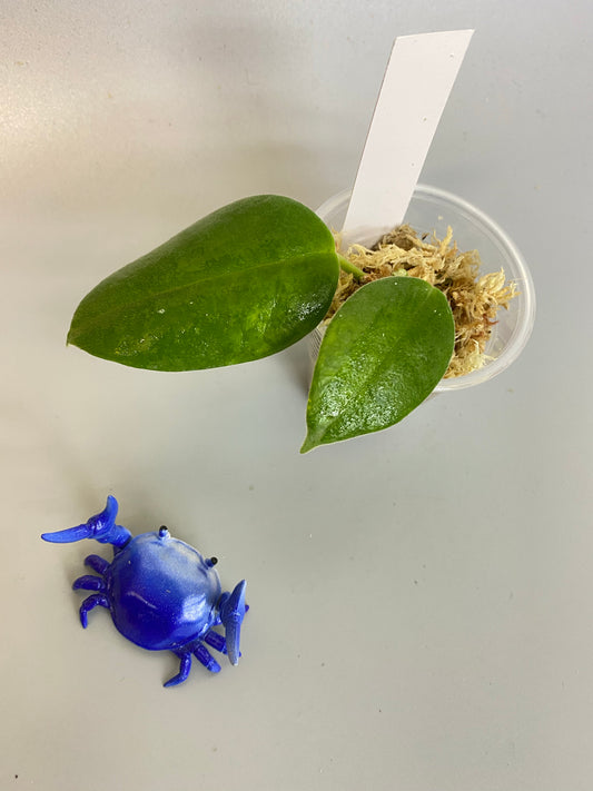 Hoya madulidii - Unrooted