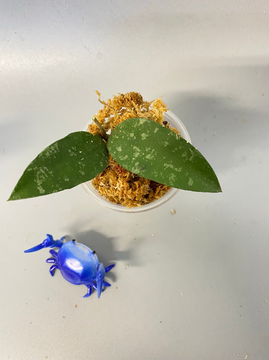 Hoya phuwuaensis - unrooted