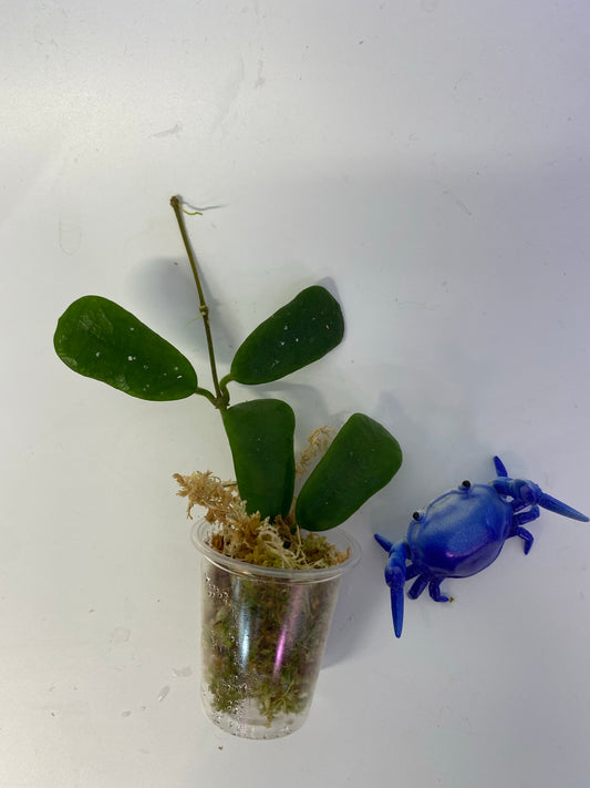 Hoya rotundiflora - starting to root