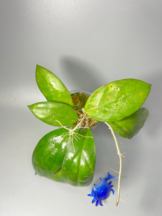 Hoya PMP 176 - joy x Jennifer - Has roots