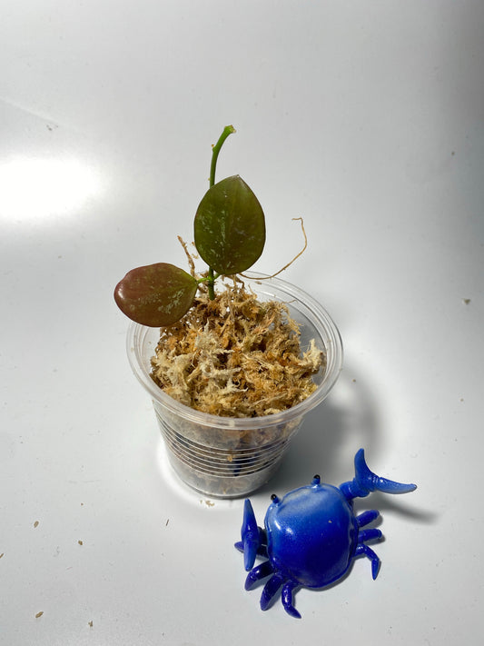 Hoya ir26 - unrooted