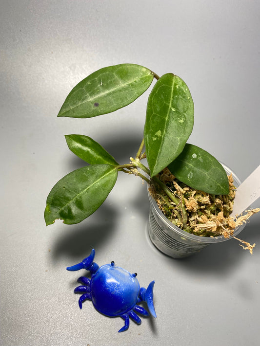 Hoya elliptica small leaf - has some roots