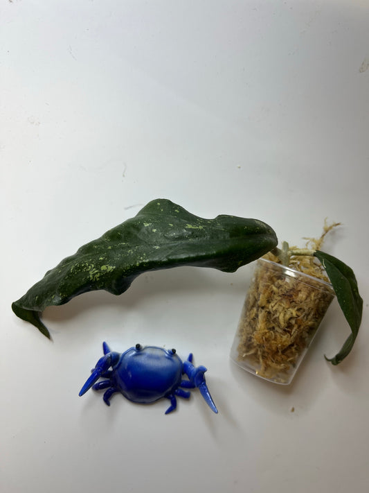 Hoya sp limbang - unrooted