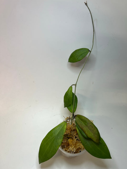 Hoya sp MPR IML 1866 - Unrooted
