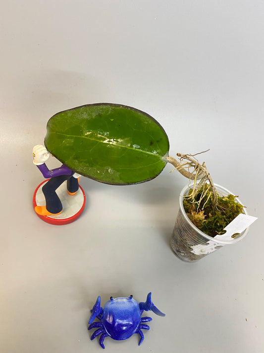 Hoya fusco marginata - has roots