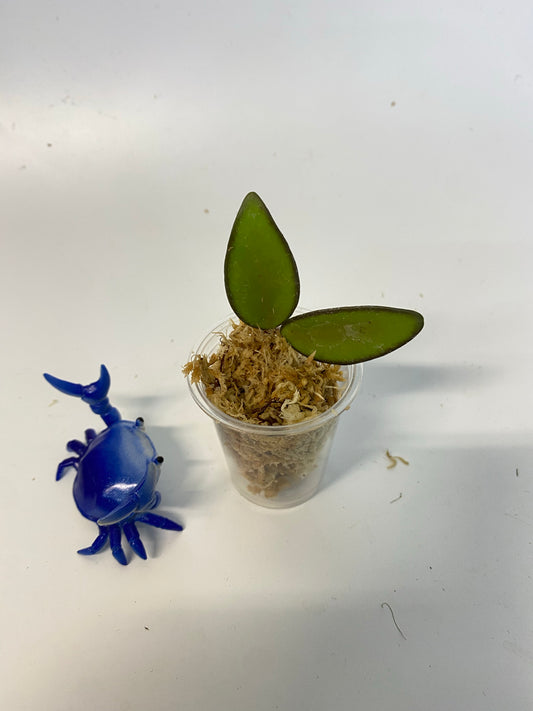 Hoya rosita (wayettii x tsangii) - Unrooted - free addon