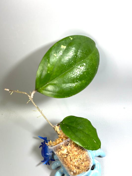 Hoya epc 1015  - unrooted