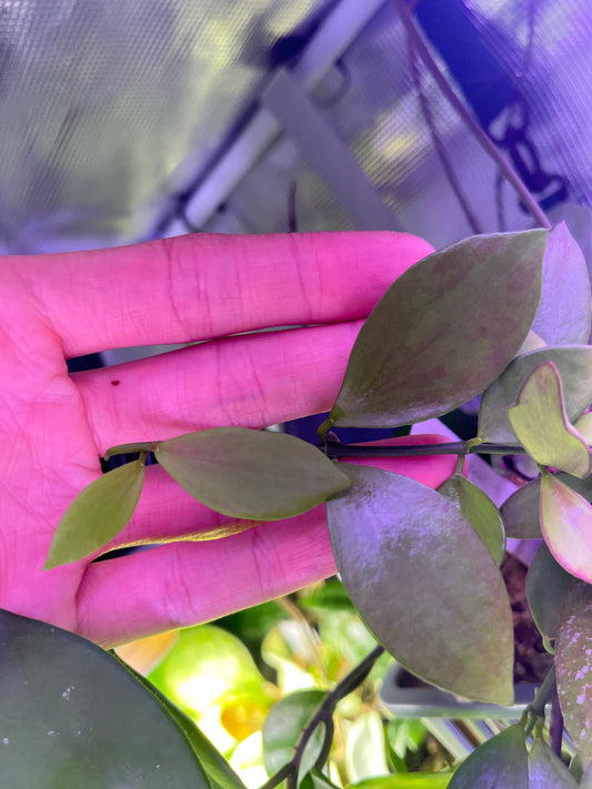 Hoya inconspicua - fresh cut - 2 nodes - unrooted