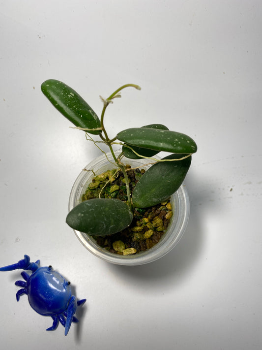 Hoya gps 7240 - active growth