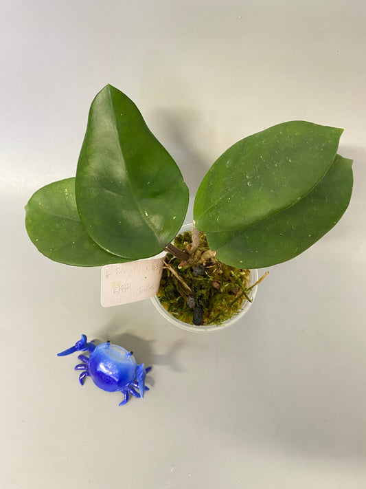 Hoya fungii x pubicalyx - active growth