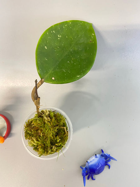 Hoya sweet scent - has active growth