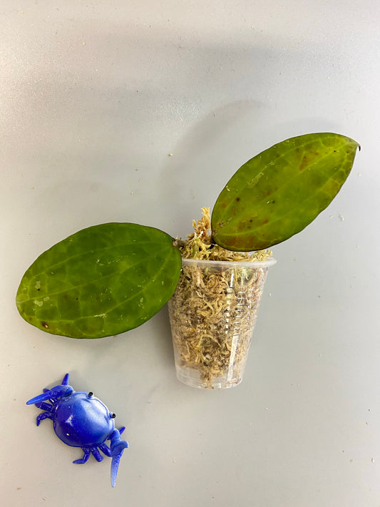 Hoya IV from WMZ - has some roots.