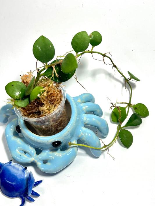 Hoya carmelae - starting to root