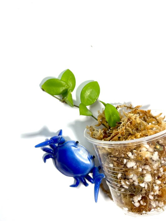 Hoya picta - 3 nodes - unrooted