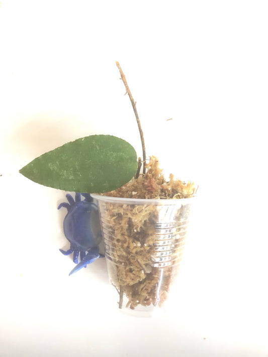 Hoya caudata Sumatra with some roots.