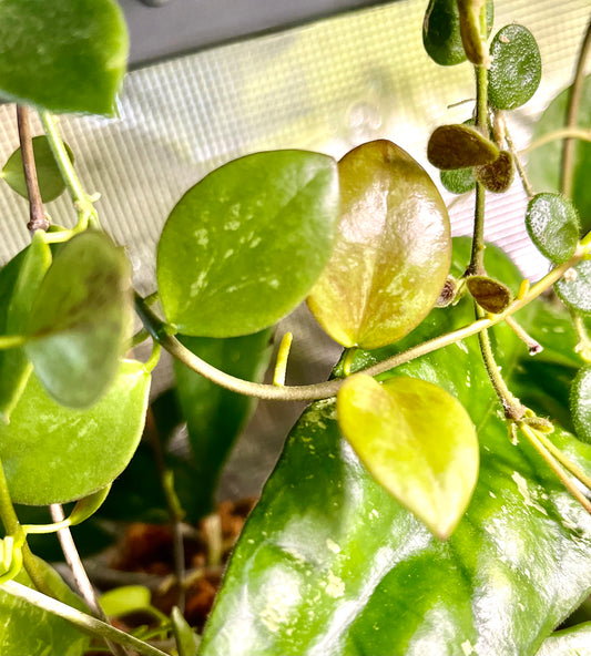 Hoya ir26 - fresh cut - 2 nodes - unrooted