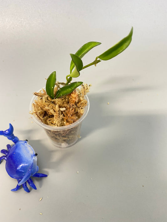 Hoya EPC 319 / PG04 / mini wayettii - unrooted