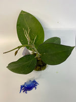 Hoya patcharawalai / Icensis - active growth