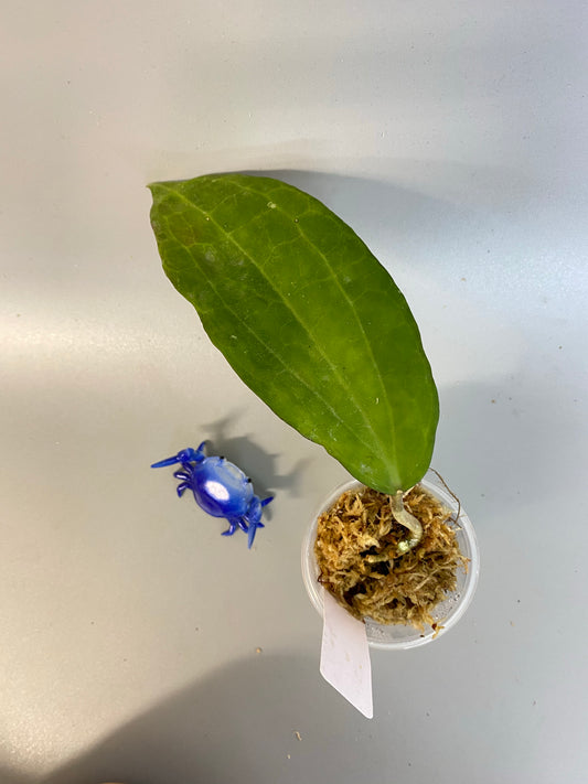 Hoya clandestina - has some roots.