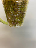 Hoya camphorifolia - rooted