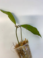 Hoya finlaysonii long leaf - starting to root