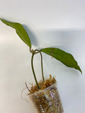 Hoya finlaysonii long leaf - starting to root