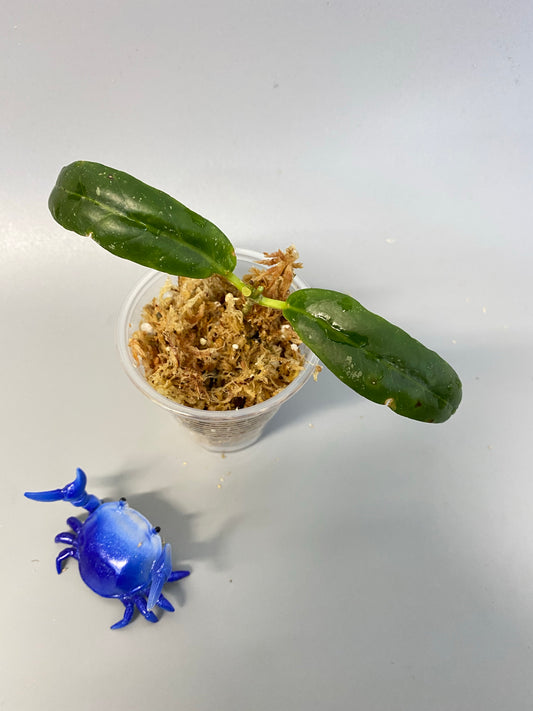 Hoya sabah - GPS - 7950 - Unrooted