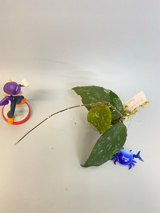 Hoya caudata big green leaf - active growth