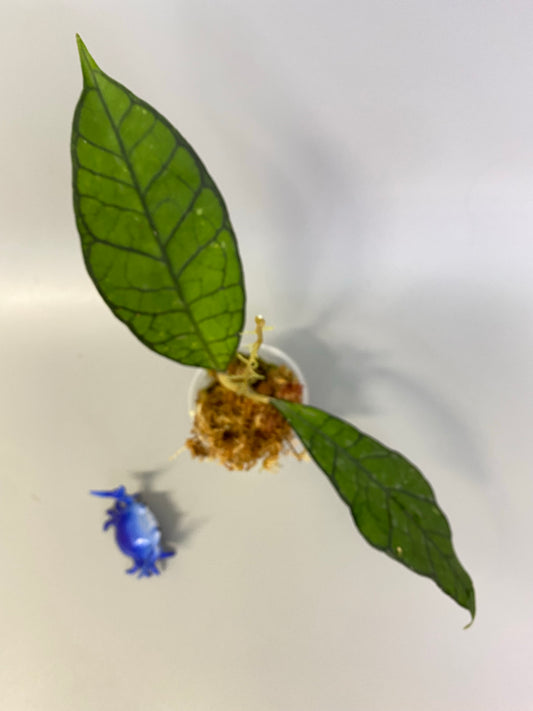 Hoya kalimantan - has roots