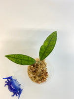 Hoya finlaysonii long leaf - starting to root