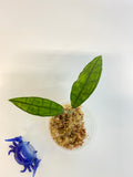 Hoya finlaysonii long leaf - starting to root