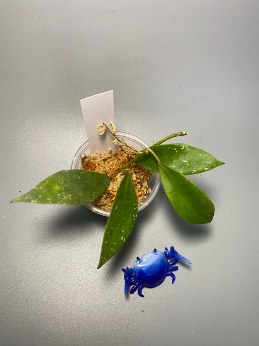 Hoya walliniana - unrooted