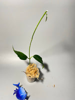 Hoya kaimuki (H macgillivrayi X H archboldiana) - Unrooted