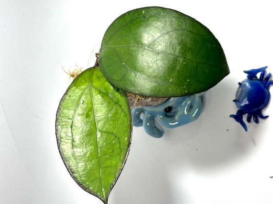 Hoya PMP 176 - joy x Jennifer - Unrooted